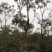 栾树成都栾树基地直销四川栾树基地熟货直销