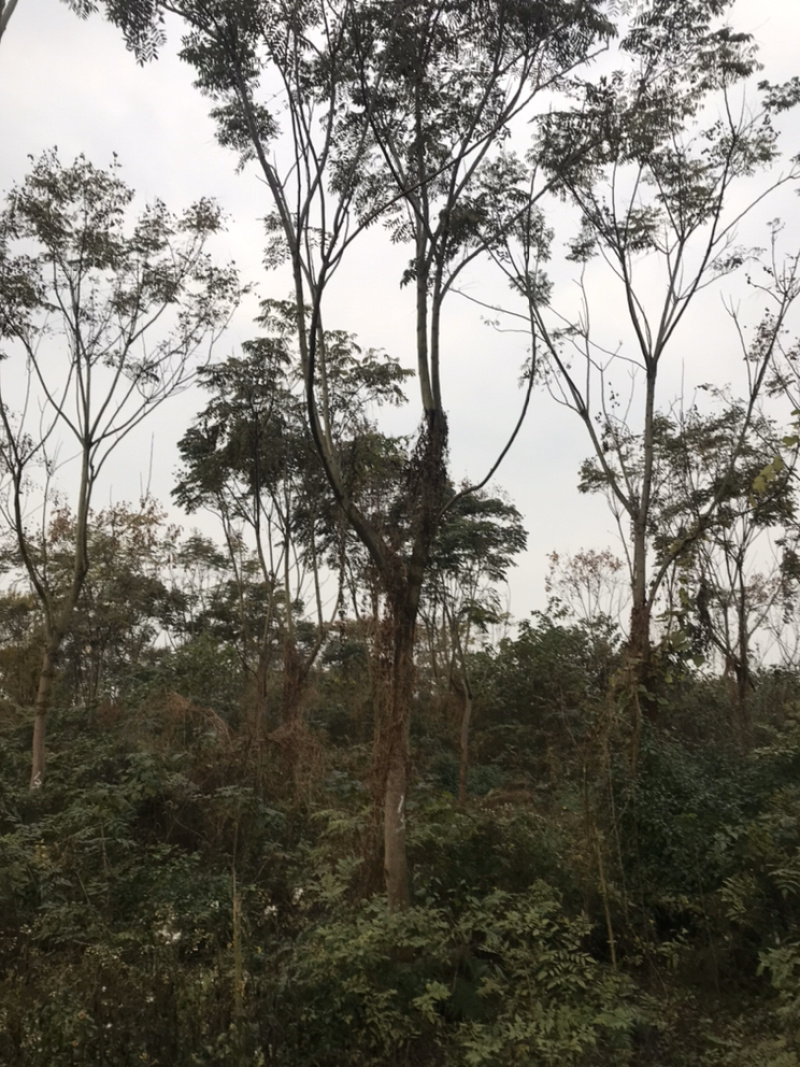 栾树成都栾树基地直销四川栾树基地熟货直销