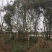 栾树成都栾树基地直销四川栾树基地熟货直销
