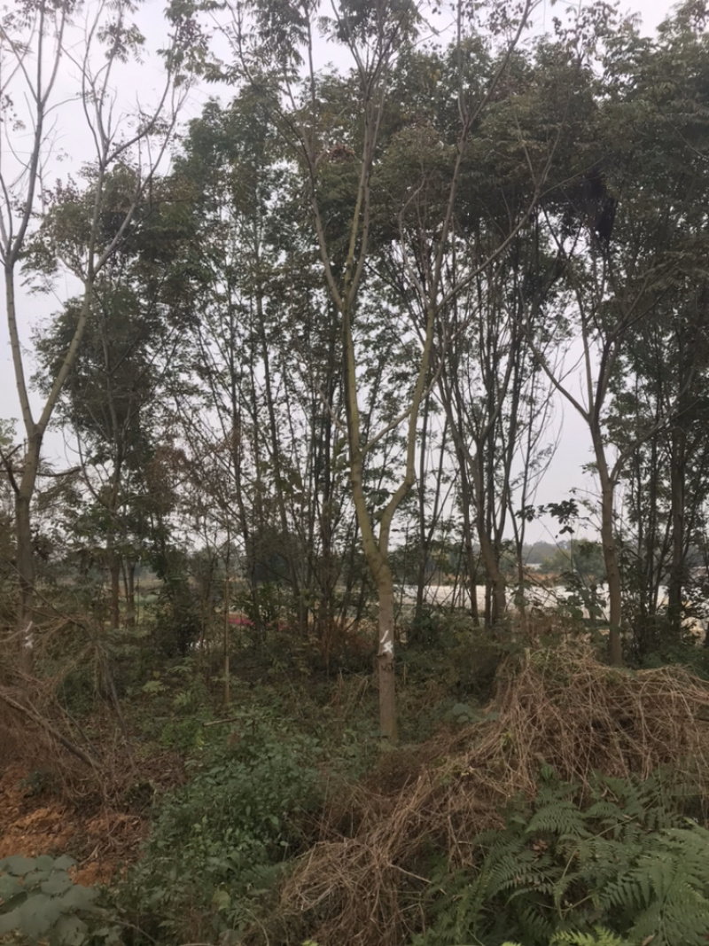 栾树成都栾树基地直销四川栾树基地熟货直销