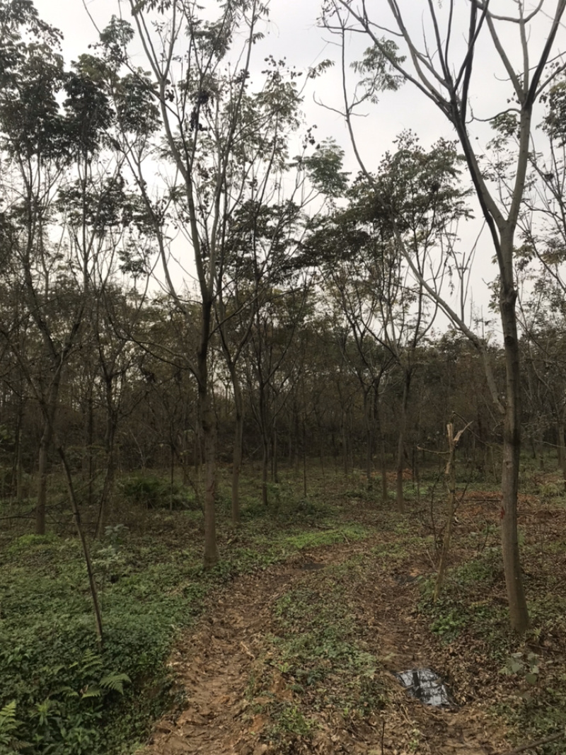 栾树成都栾树基地直销四川栾树基地熟货直销