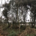 栾树成都栾树基地直销四川栾树基地熟货直销