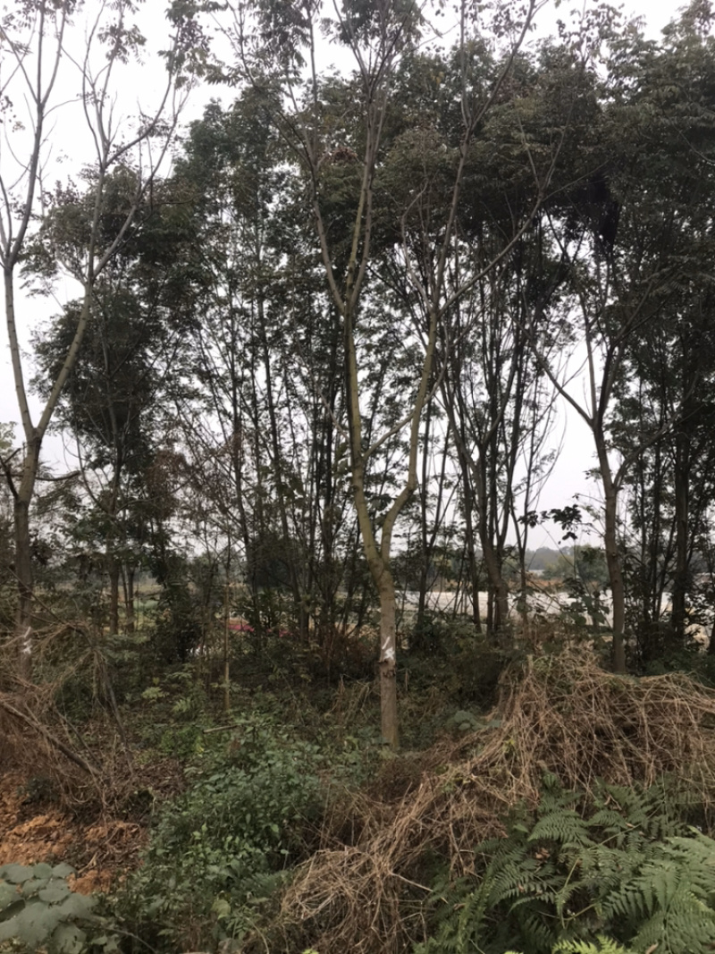 栾树成都栾树基地直销四川栾树基地熟货直销