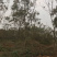 栾树成都栾树基地直销四川栾树基地熟货直销