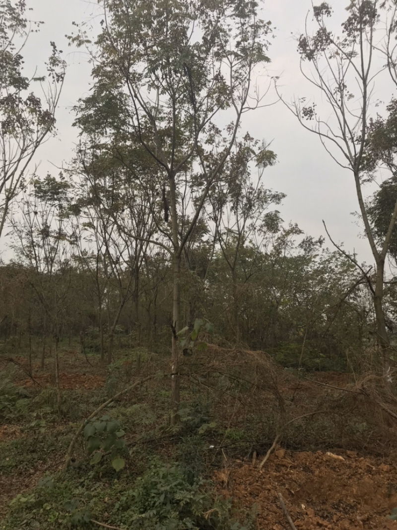 栾树成都栾树基地直销四川栾树基地熟货直销