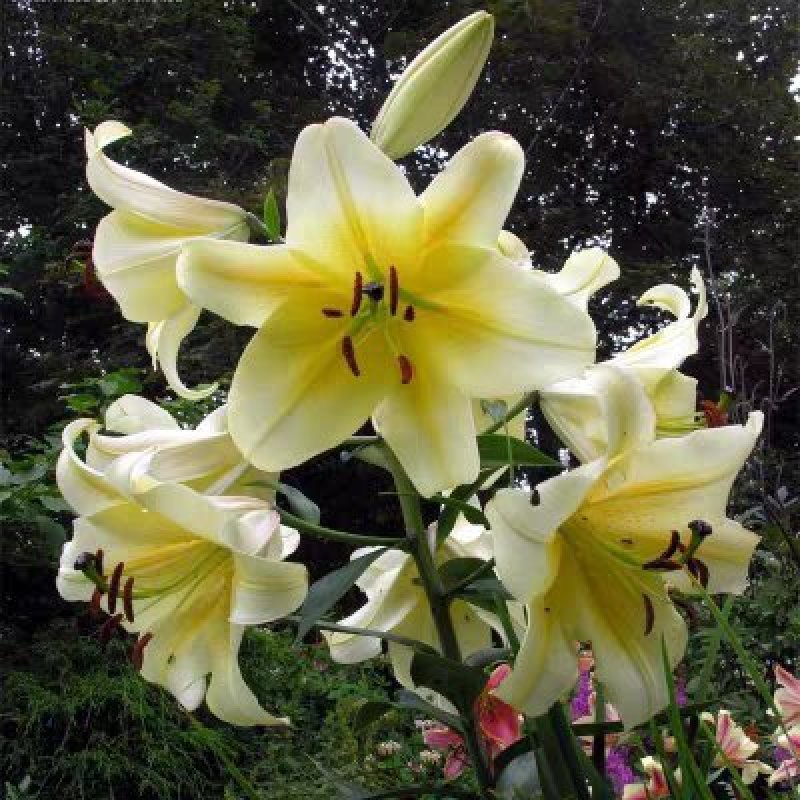 重瓣香水百合种球大花苗室内阳台四季开花盆栽植物花卉带芽发