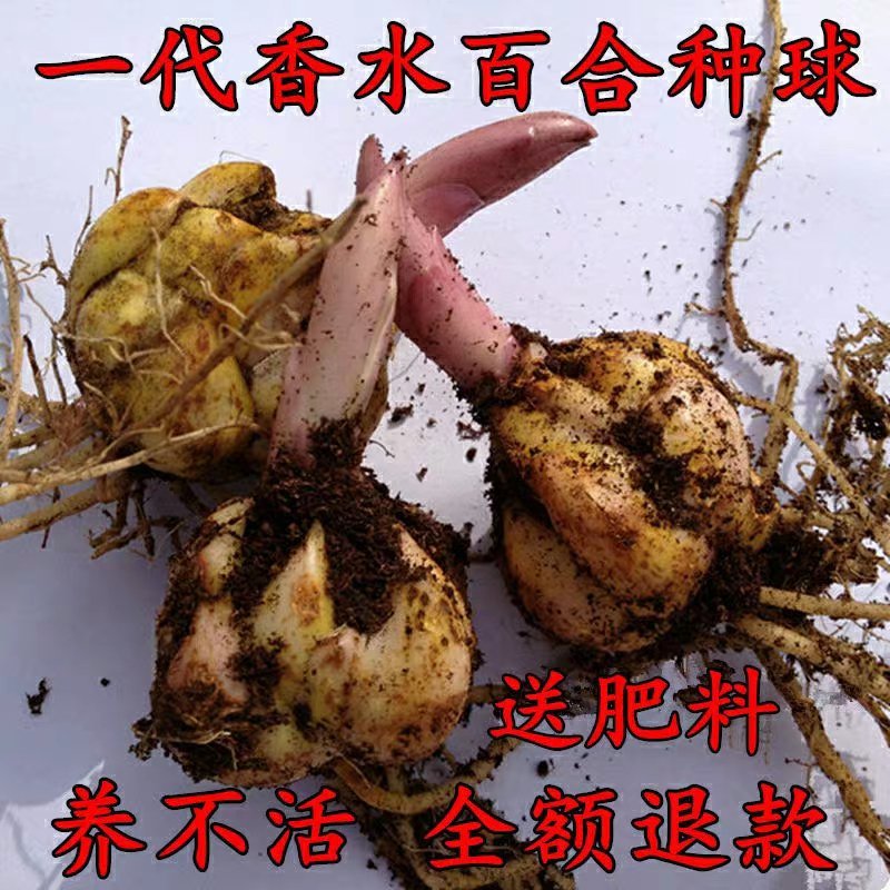 重瓣香水百合种球大花苗室内阳台四季开花盆栽植物花卉带芽发