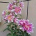 重瓣香水百合种球大花苗室内阳台四季开花盆栽植物花卉带芽发