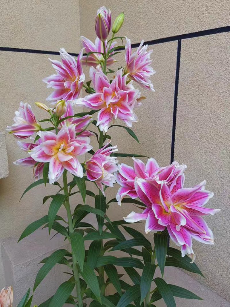 重瓣香水百合种球大花苗室内阳台四季开花盆栽植物花卉带芽发