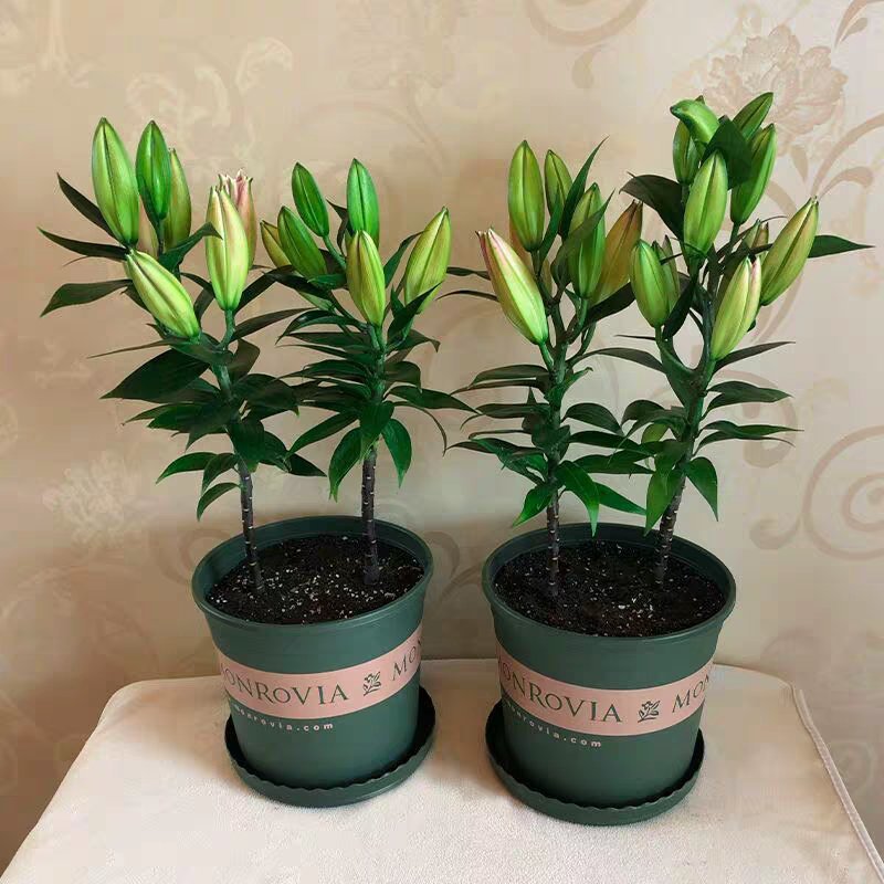 重瓣香水百合种球大花苗室内阳台四季开花盆栽植物花卉带芽发