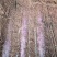 山药浅生槽淮山槽（80—120cm）