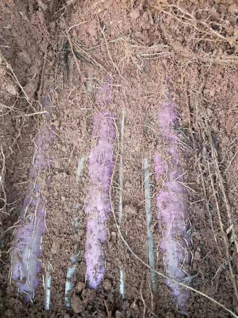 山药浅生槽淮山槽（80—120cm）