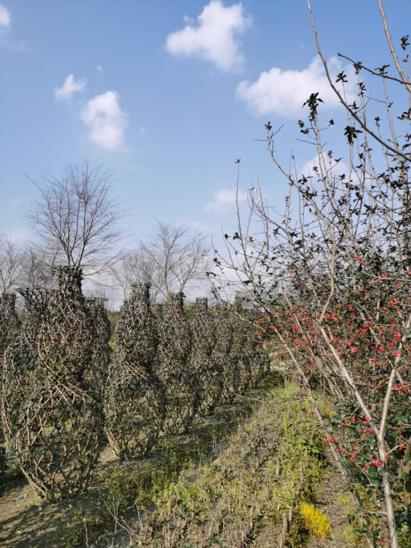 铁脚海棠花瓶四川贴梗海棠花瓶丛生贴梗海棠
