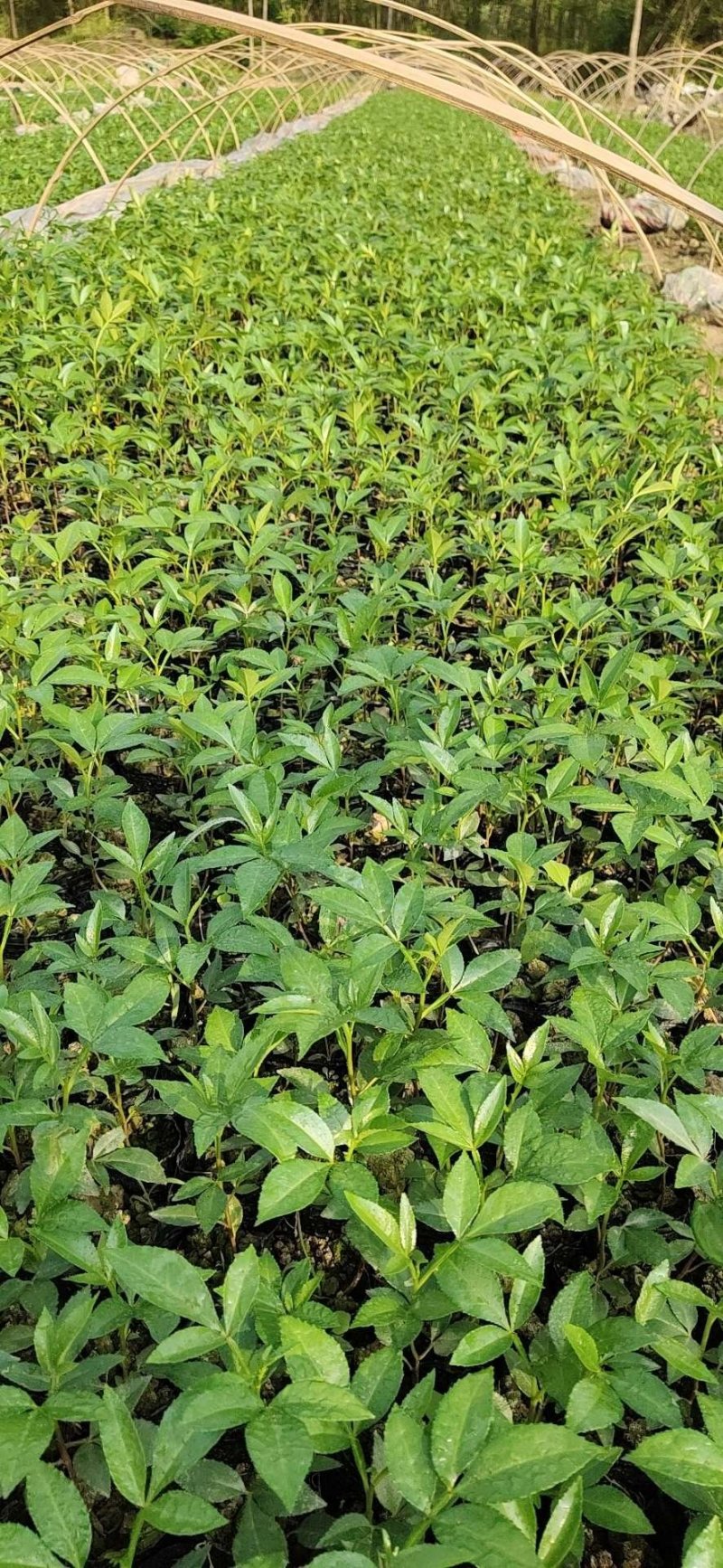 九叶青花椒苗，及天知椒苗，藤椒苗及以上三种杯苗，量大从优