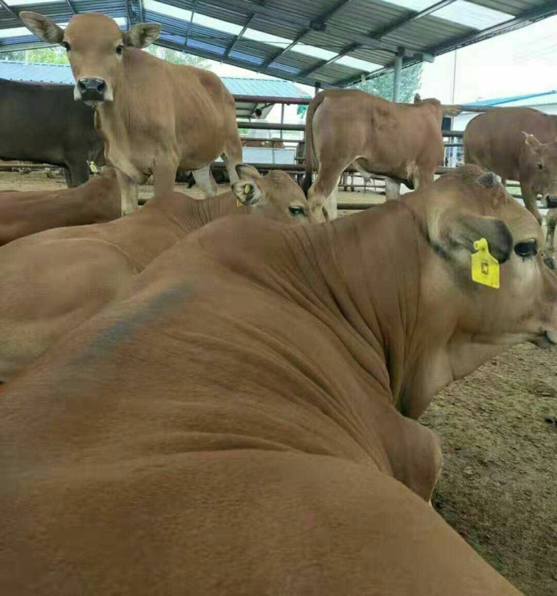 抗病强膘情好肉牛犊活体鲁西黄牛小牛苗多少钱