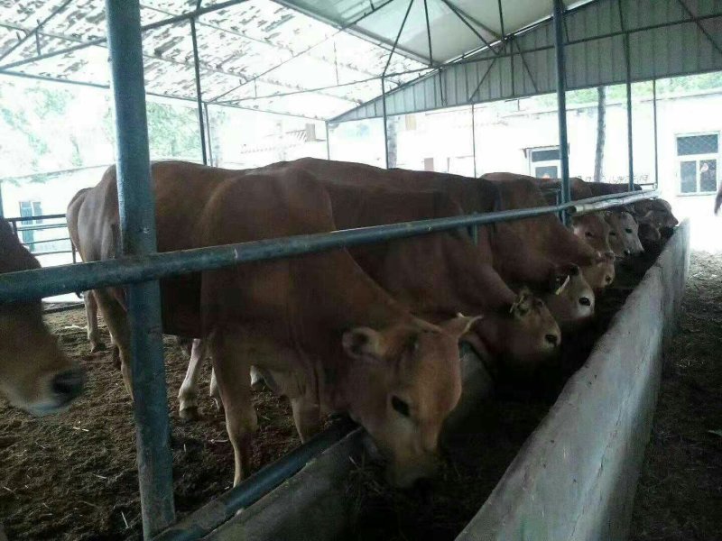 抗病强膘情好肉牛犊活体鲁西黄牛小牛苗多少钱