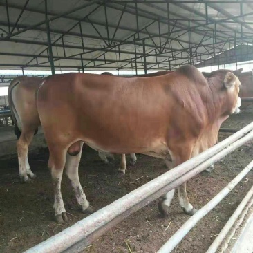 抗病强膘情好肉牛犊活体鲁西黄牛小牛苗多少钱