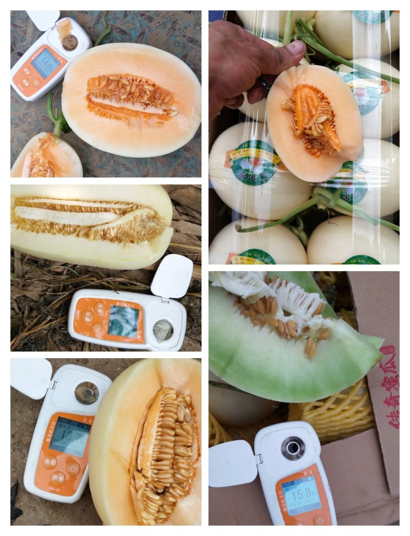 西州蜜瓜哈密瓜晓密瓜莘县成祥农副产品购销服务有限公司