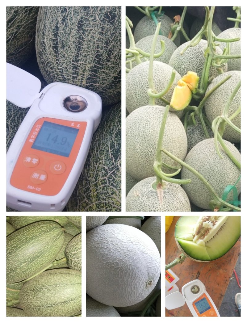 西州蜜瓜哈密瓜晓密瓜莘县成祥农副产品购销服务有限公司