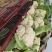 河南小米粒松花菜有机花菜基地一手货源量大从优