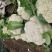 河南小米粒松花菜有机花菜基地一手货源量大从优