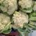 河南小米粒松花菜有机花菜基地一手货源量大从优