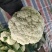 河南小米粒松花菜有机花菜基地一手货源量大从优