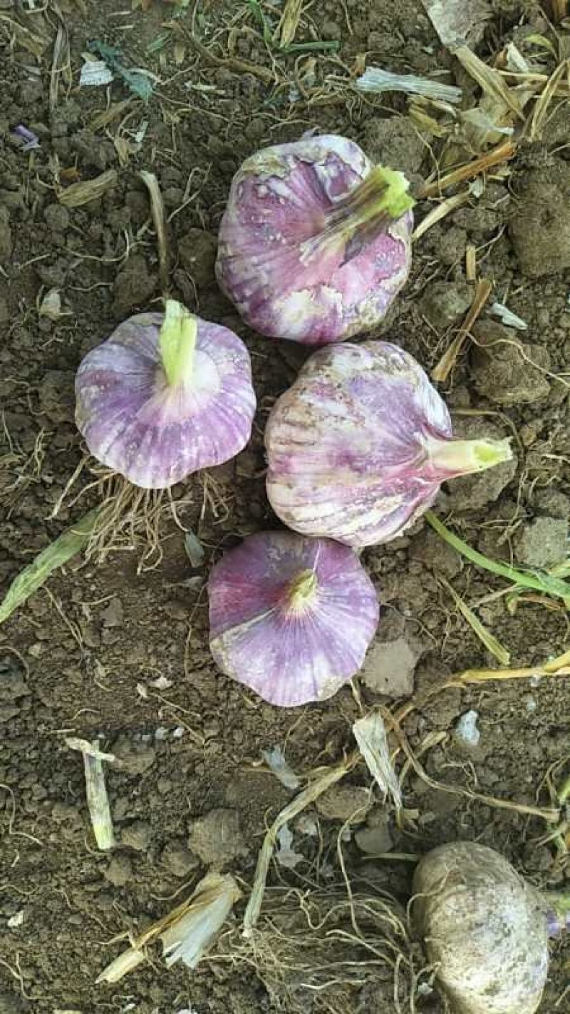 大蒜种植四六瓣蒜瓣蒜