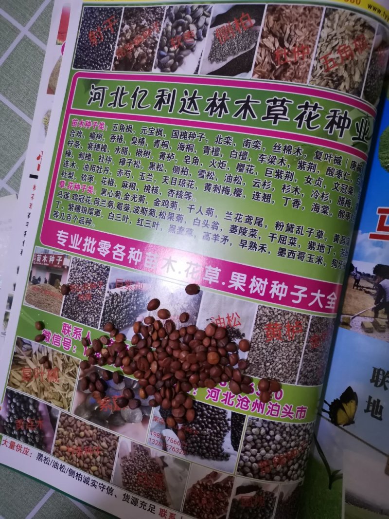 侧柏种子产地直销发货质量杠杠滴