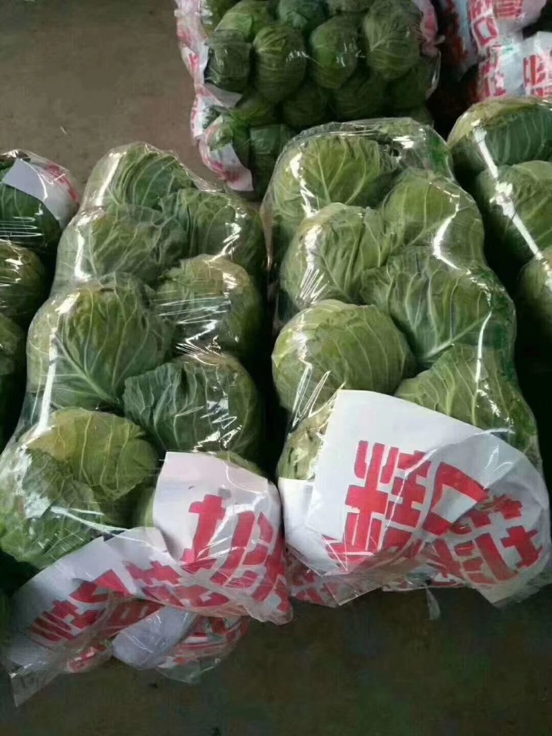 甘蓝降价了