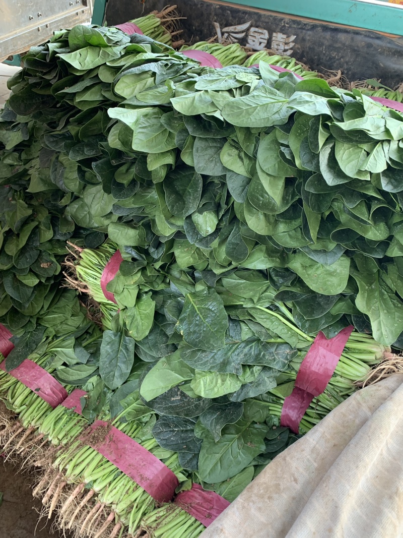 精品菠菜产地直销一手货源价格靠谱质量放心