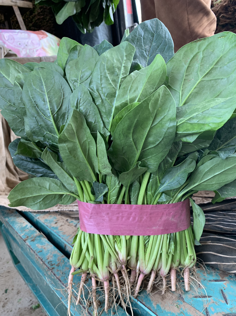 精品菠菜产地直销一手货源价格靠谱质量放心