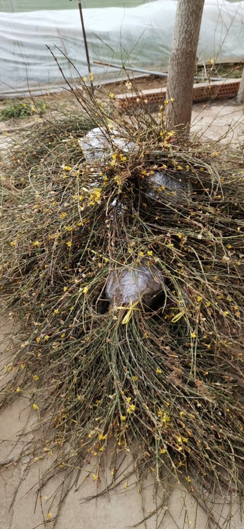 基地直供迎春床苗迎春扦插苗迎春工程苗规格齐全