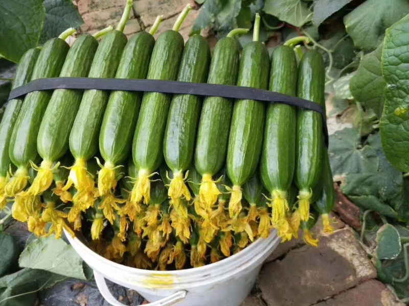小黄瓜水果黄瓜荷兰小青瓜蔬菜基地直发无中间商