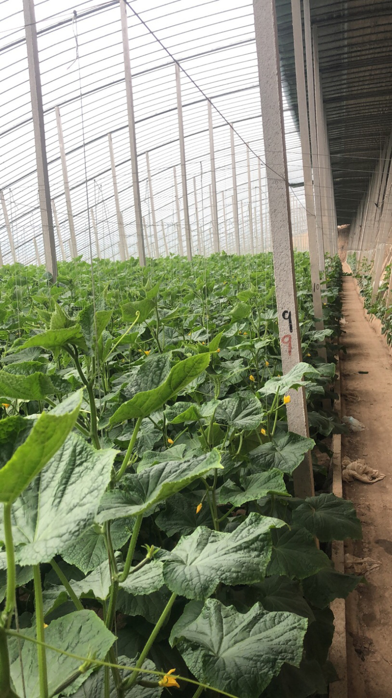小黄瓜水果黄瓜荷兰小青瓜蔬菜基地直发无中间商