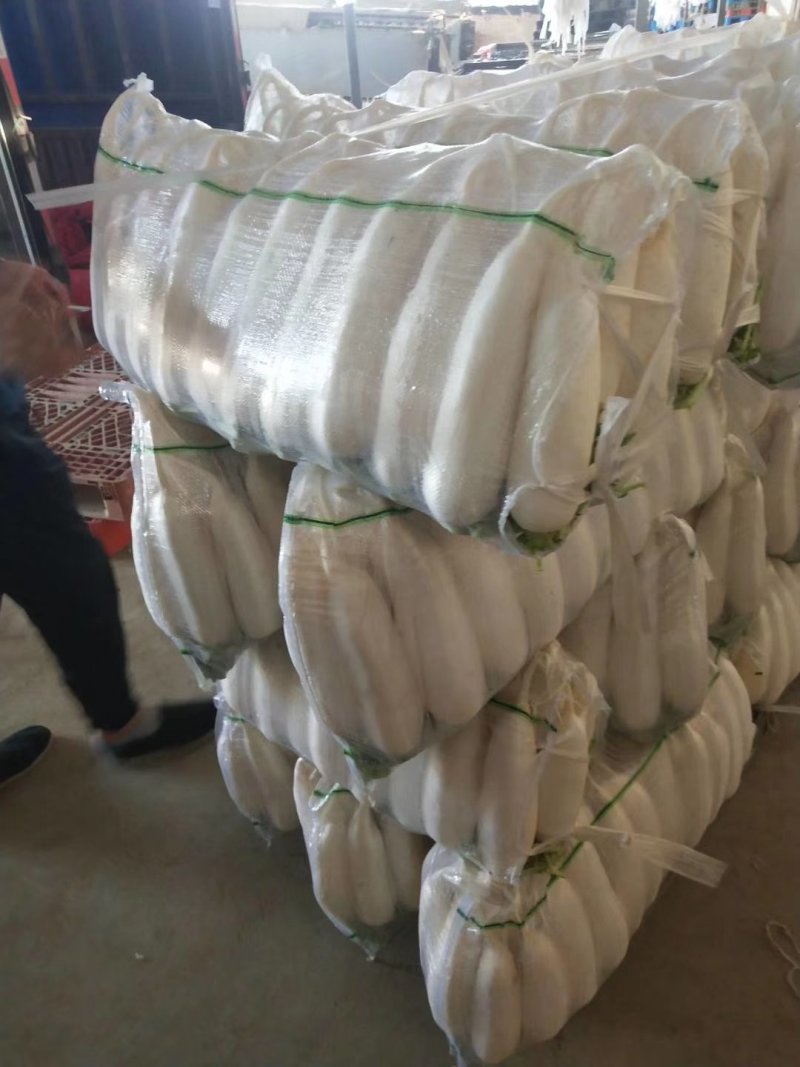 大量供应白罗卜