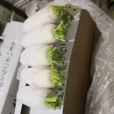 大量供应白罗卜