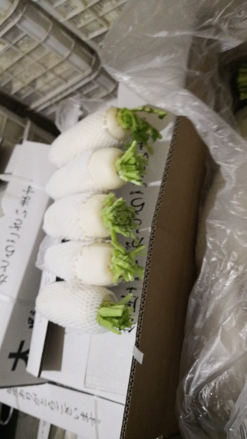 大量供应白罗卜