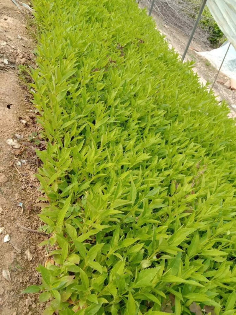 连翘苗黄连翘药用黄花条青翘老翘荒山绿化经济果树苗种子