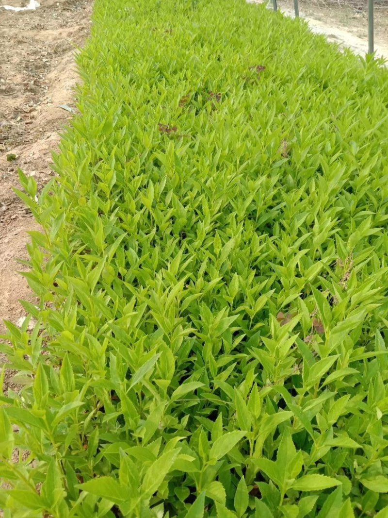 连翘苗黄连翘药用黄花条青翘老翘荒山绿化经济果树苗种子