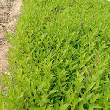 连翘苗黄连翘药用黄花条青翘老翘荒山绿化经济果树苗种子