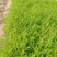连翘苗黄连翘药用黄花条青翘老翘荒山绿化经济果树苗种子