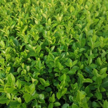 大叶扶芳藤苗大叶扶芳藤扦插苗大叶扶芳藤工程苗