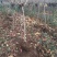 基地直供樱花苗樱花树苗日本樱花树苗嫁接早樱晚樱樱规格齐全