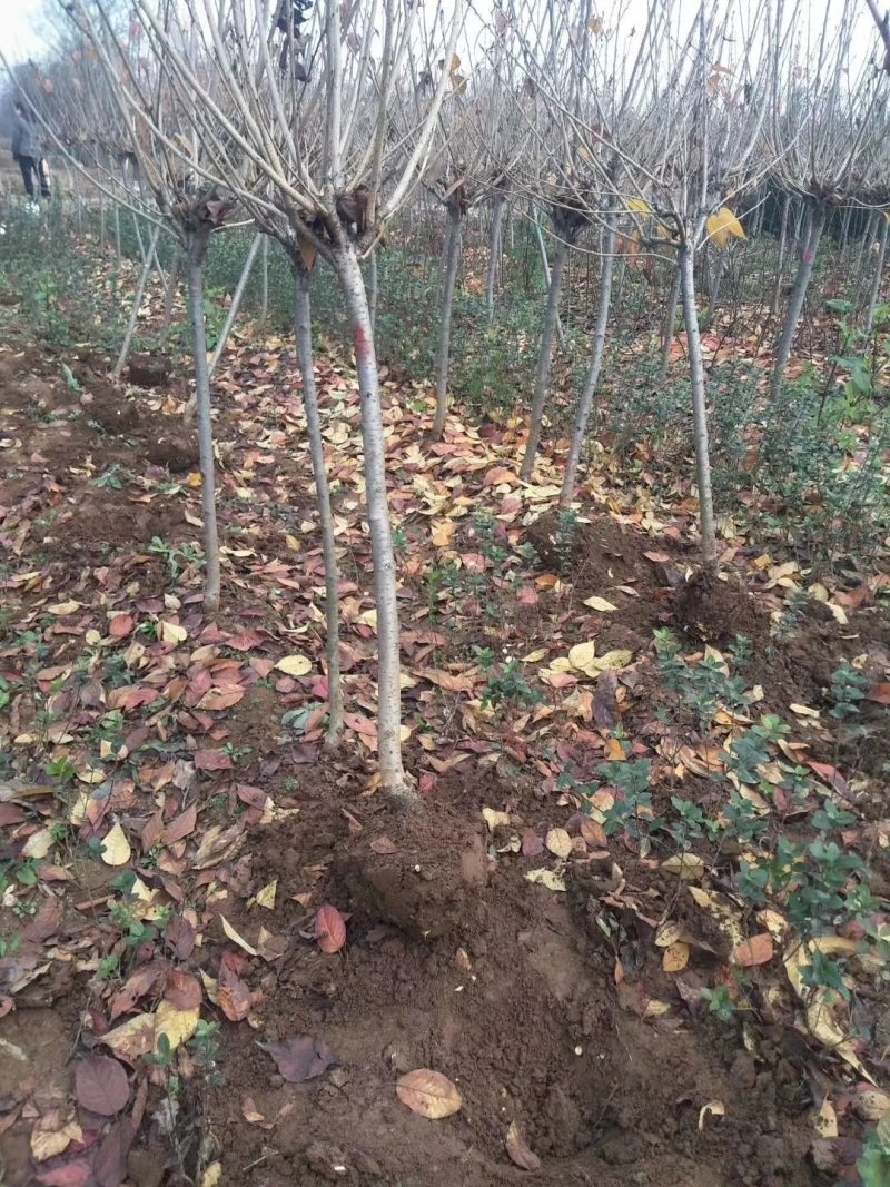 基地直供樱花苗樱花树苗日本樱花树苗嫁接早樱晚樱樱规格齐全