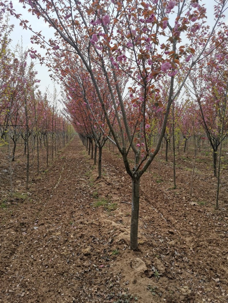 基地直供樱花苗樱花树苗日本樱花树苗嫁接早樱晚樱樱规格齐全