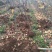 基地直供樱花苗樱花树苗日本樱花树苗嫁接早樱晚樱樱规格齐全