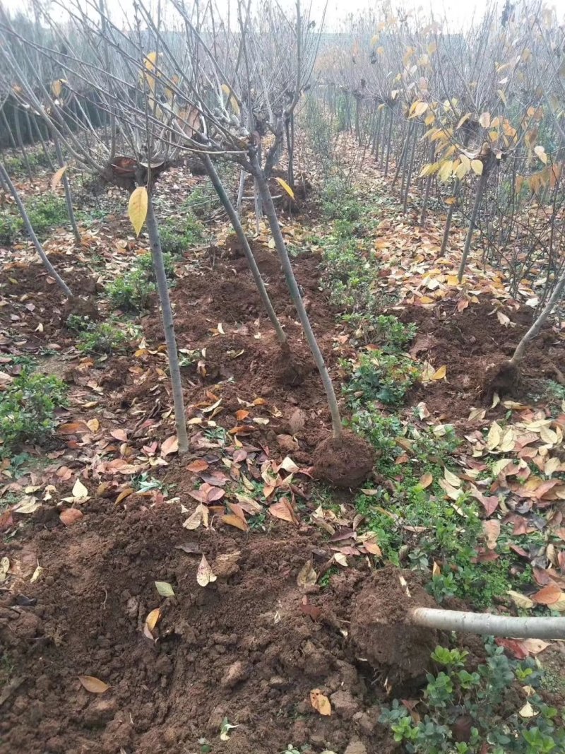 基地直供樱花苗樱花树苗日本樱花树苗嫁接早樱晚樱樱规格齐全