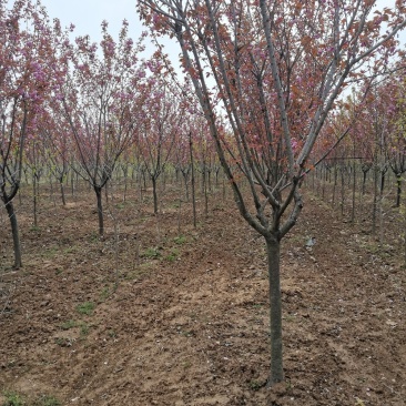 基地直供樱花苗樱花树苗日本樱花树苗嫁接早樱晚樱樱规格齐全