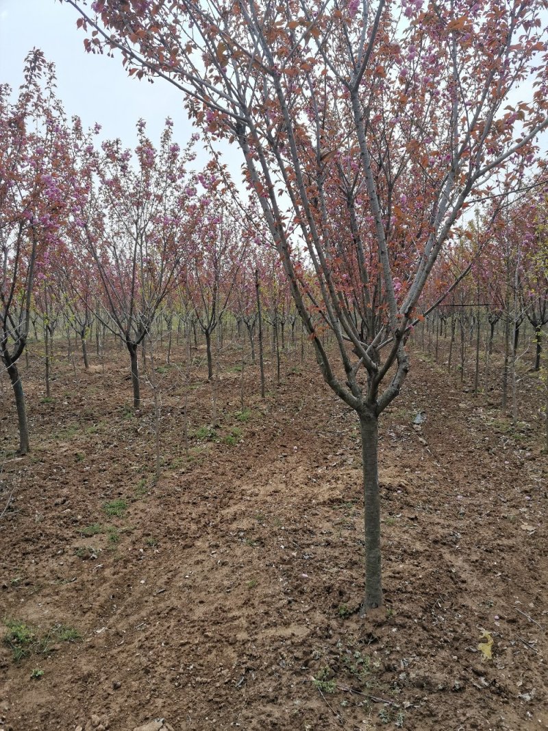 基地直供樱花苗樱花树苗日本樱花树苗嫁接早樱晚樱樱规格齐全